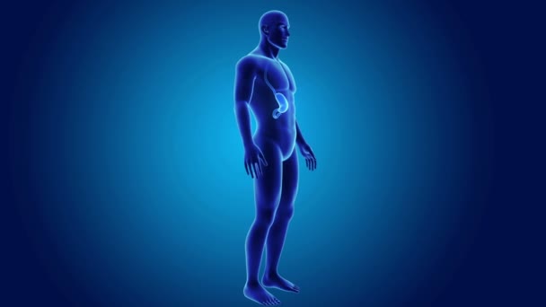 Estômago e intestino delgado — Vídeo de Stock