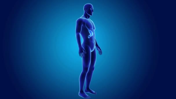 Stomach and small intestine — Stock Video