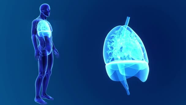 Pulmones zoom con esqueleto — Vídeo de stock