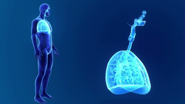 Pulmones zoom con esqueleto — Vídeos de Stock