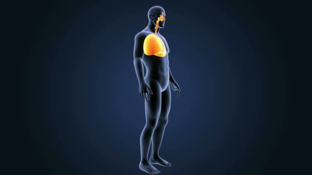 Lungs zoom with skeleton — Stock Footage Lungs zoom with skeleton Video Clip