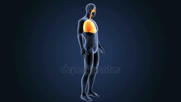 Lungs zoom with skeleton — Stock Footage Lungs zoom with skeleton Video Clip