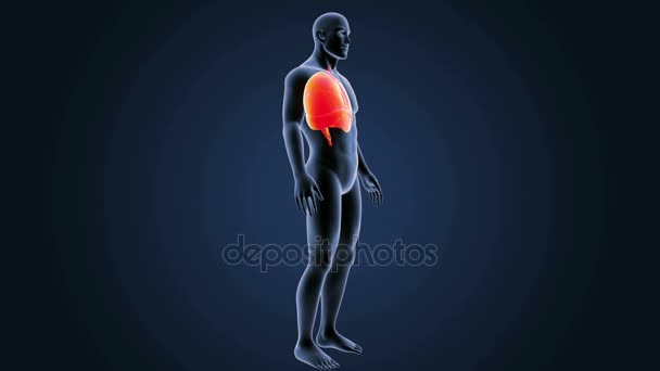 Lungs zoom with skeleton — Stock Footage Lungs zoom with skeleton Stock Footage