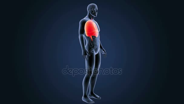 Lungs zoom with skeleton — Stock Footage Lungs zoom with skeleton Stock Video