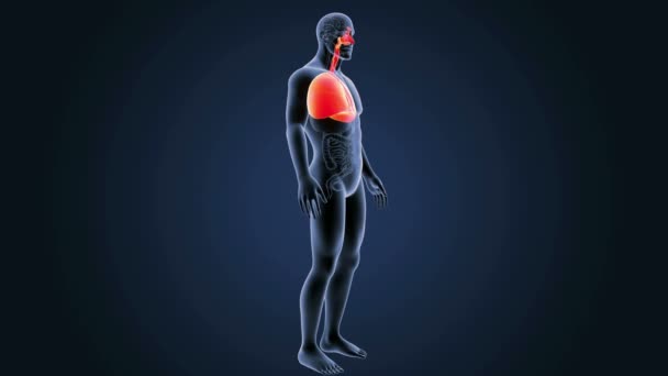 Lungs zoom with skeleton — Stock Footage Lungs zoom with skeleton Royalty Free Stock Footage