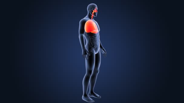 Lungs zoom with skeleton — Stock Footage Lungs zoom with skeleton Stock Footage