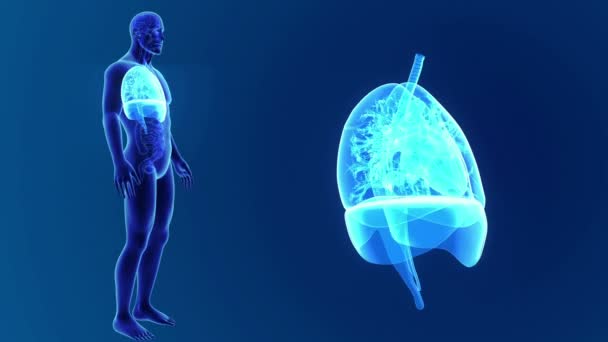 Lungs zoom with skeleton — Stock Footage Lungs zoom with skeleton Video Clip
