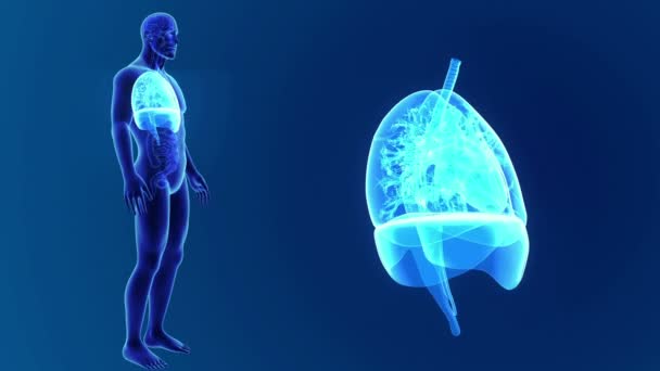 Pulmones zoom con esqueleto — Vídeo de stock