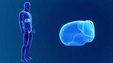 insan karaciğer anatomisi