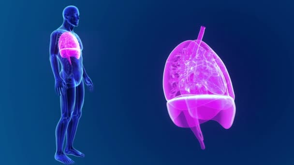 Lungs zoom with skeleton — Stock Footage Lungs zoom with skeleton Royalty Free Stock Video