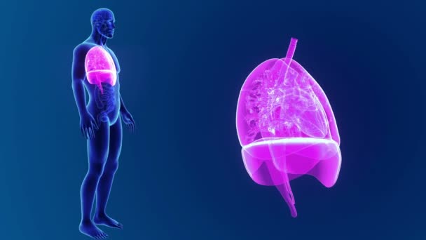 Lungs zoom with skeleton — Stock Footage Lungs zoom with skeleton Royalty Free Stock Footage