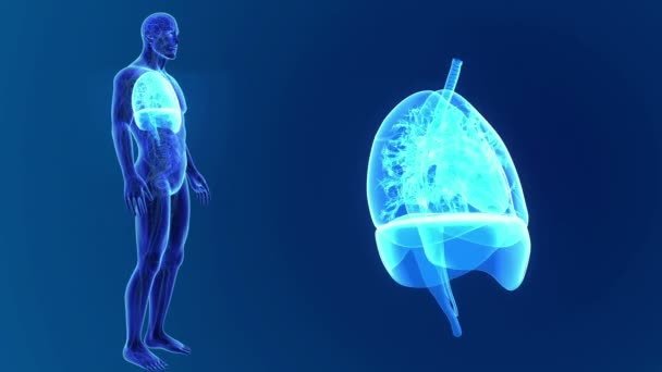 Lungs zoom with skeleton — Stock Footage Lungs zoom with skeleton Stock Footage