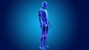 Patella iskelet gövde