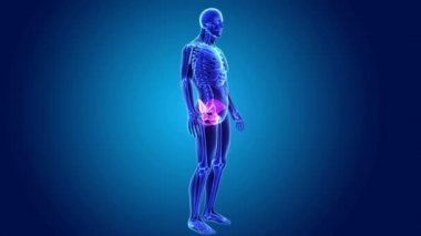 İskelet vücutta pelvik kalça korse 