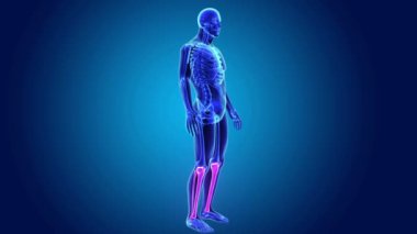 Tibia ve fibula iskelet gövde