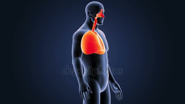 Cuore e polmoni nel corpo scheletrico — Video Stock