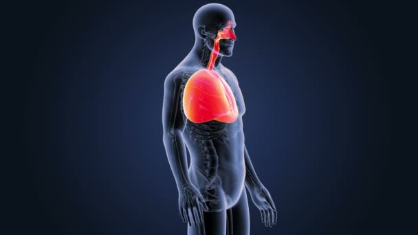 Hart en longen in skelet lichaam — Stockvideo
