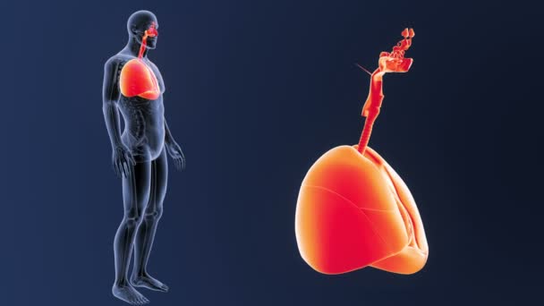 Corazón y pulmones zoom — Vídeos de Stock