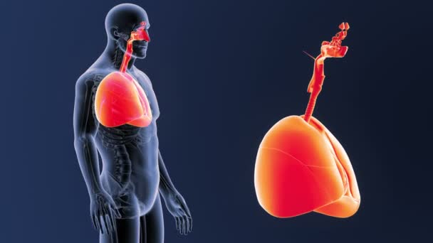 Corazón y pulmones zoom en el cuerpo esqueleto — Vídeos de Stock