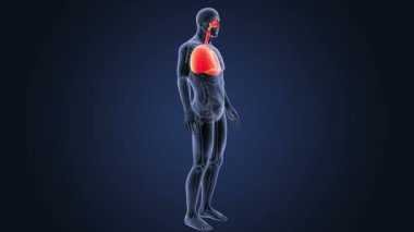 Kalp ve akciğerler anatomi ile