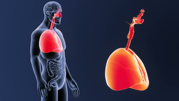 Corazón y pulmones con órganos en el cuerpo esquelético — Vídeo de stock