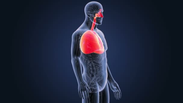 Coração e pulmões com anatomia — Vídeo de Stock