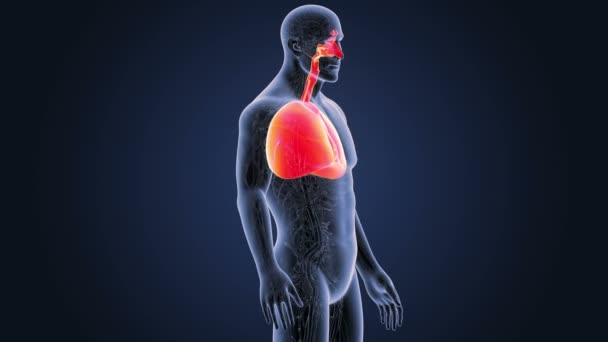 Coração e pulmões com sistema circulatório — Vídeo de Stock