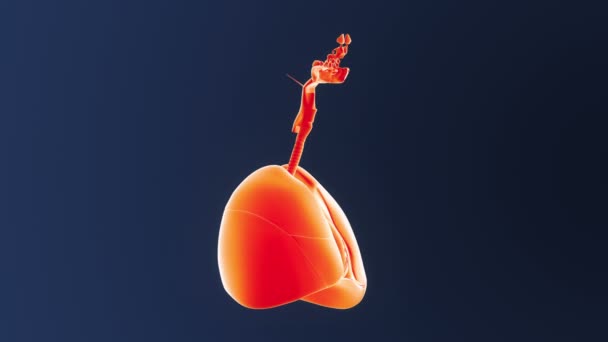 Corazón y pulmones en el cuerpo esquelético — Vídeo de stock