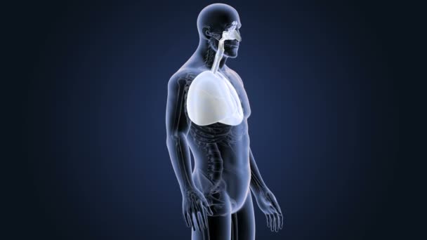 Hart en longen in skelet lichaam — Stockvideo