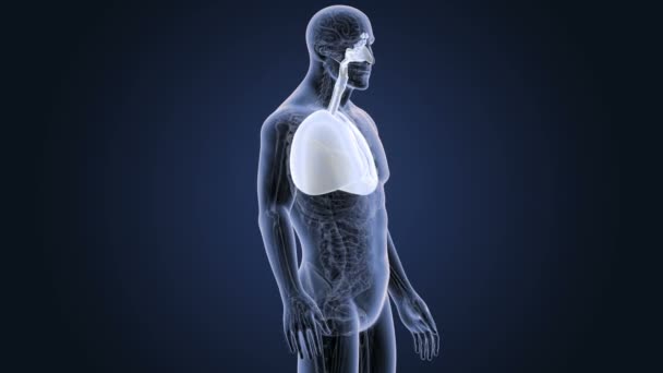 Cuore e polmoni con anatomia nel corpo scheletrico — Video Stock