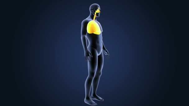Cuore e polmoni nel corpo scheletrico — Video Stock