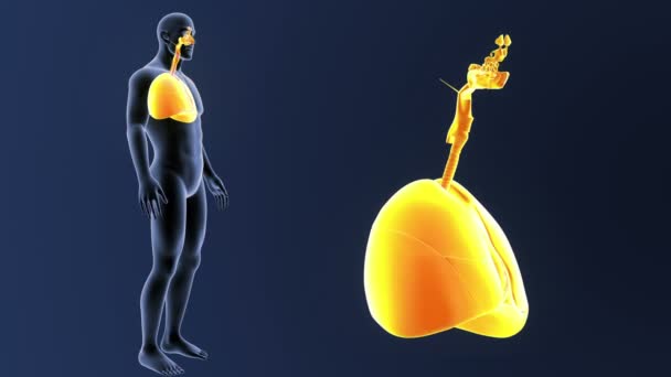 Увеличение размеров сердца и легких в теле скелета — стоковое видео