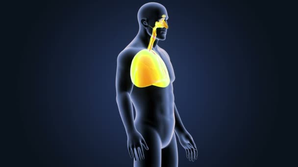 骨骼体中的心肺 — 图库视频影像