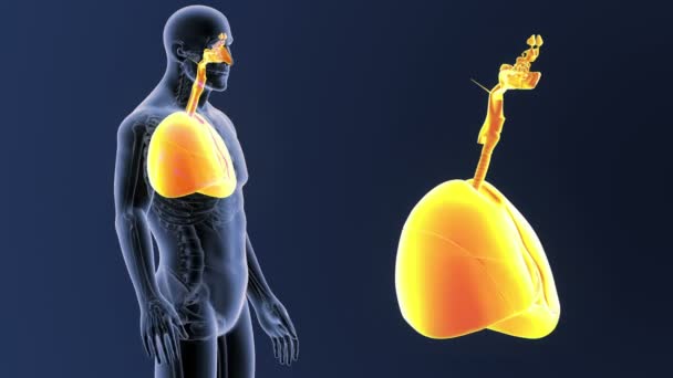 Hart en longen inzoomen skelet lichaam — Stockvideo