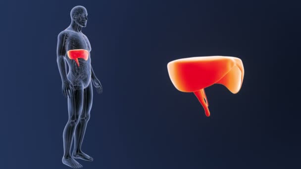 Zoom do diafragma com anatomia no corpo do esqueleto — Vídeo de Stock