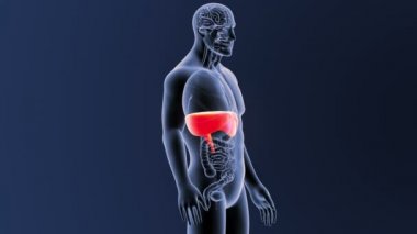 Diyafram iskelet vücut organları ile 