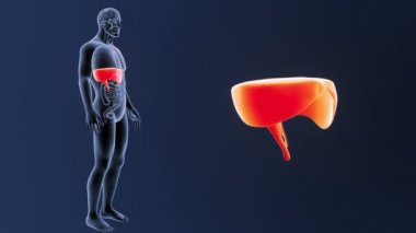 Diyafram zum organları ile