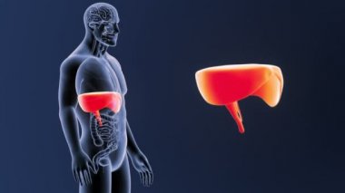 Diyafram zum organları ile