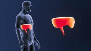 Diyafram zum dolaşım sistemi ile