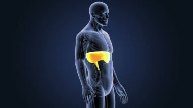 Diyafram iskelet gövde