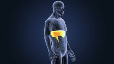 Anatomi iskelet gövde ile diyafram