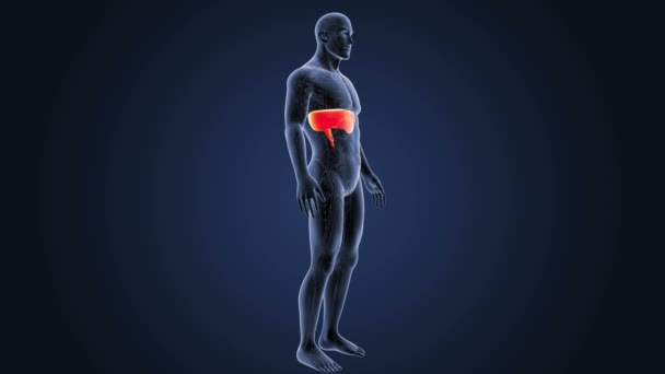 Diafragma met Circulatory System in skelet lichaam — Stockvideo