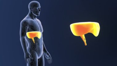 Diyafram zum dolaşım sistemi ile