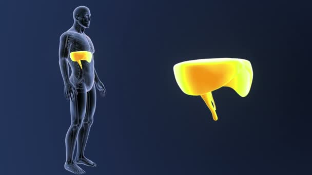 Zoom de diafragma en cuerpo esqueleto — Vídeos de Stock