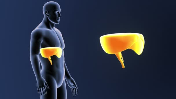 Zoom de diafragma en cuerpo esqueleto — Vídeo de stock