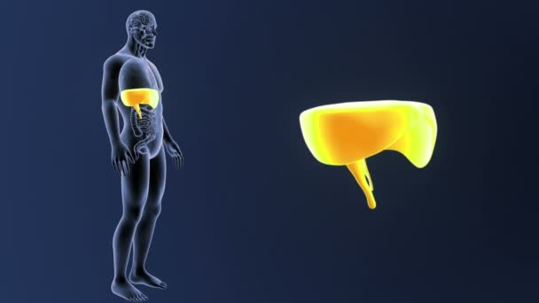 Membranen zoom med organ i skelettet kropp — Stockvideo
