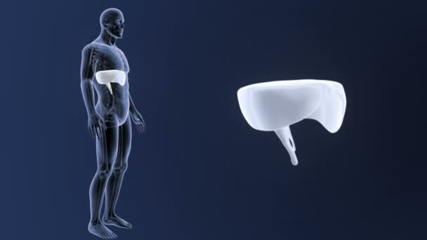 Увеличение диафрагмы в теле скелета — стоковое видео