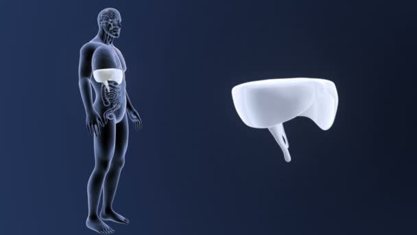 Увеличение диафрагмы с помощью органов в теле скелета — стоковое видео