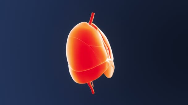 Coração e pulmões no corpo esquelético — Vídeo de Stock