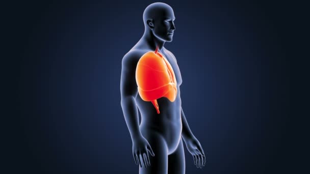 Corazón, pulmones y diafragma en el cuerpo esquelético — Vídeos de Stock